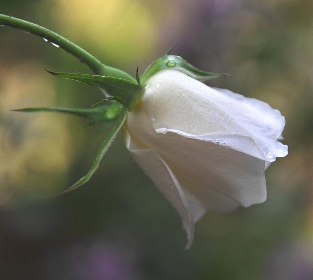 สีสันบนโลก 5