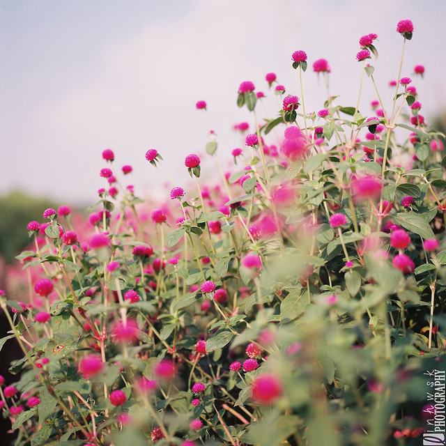 สีสันบนโลก 5