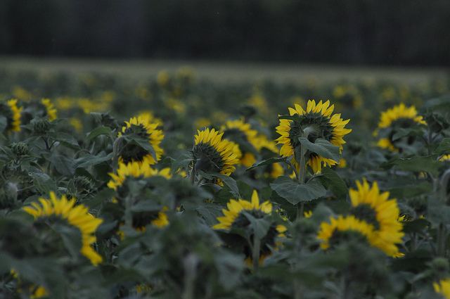 สีสันบนโลก 5