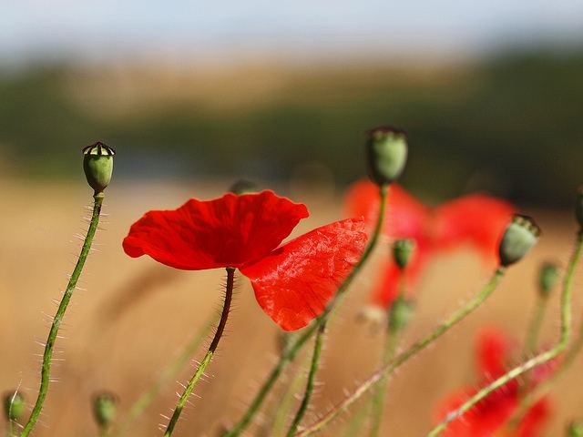 สีสันบนโลก 5