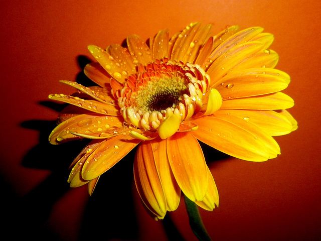 สีสันบนโลก 5