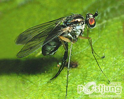 อันดับ 1 Diptera หรือ Fly ที่รู้จักกันดีนั้นก็คือยุง