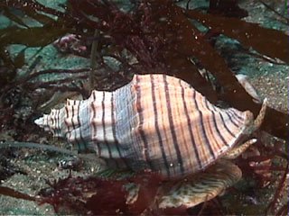 4 Cancellaria cooperi เป็นสปีชีส์ของหอยทากทะเล