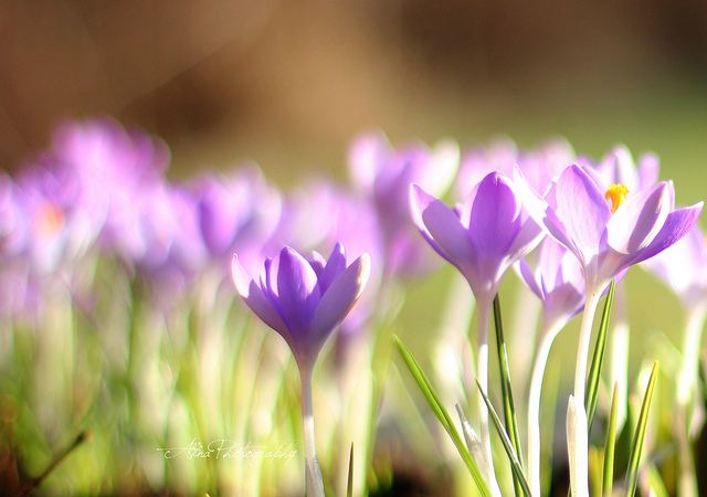 สีสันบนโลก 9