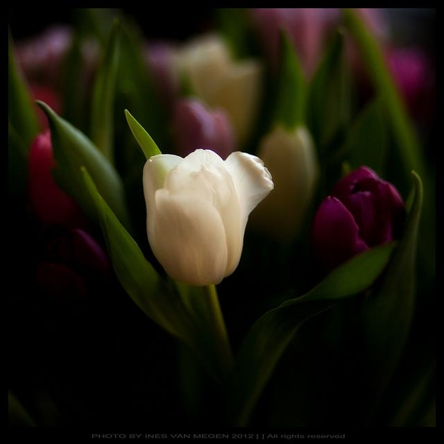 สีสันบนโลก 9