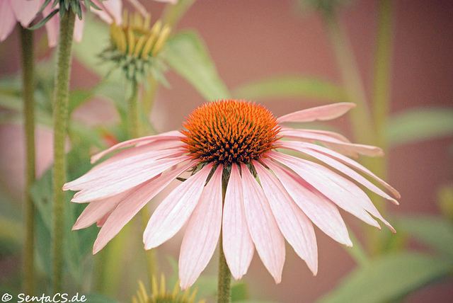 สีสันบนโลก 9