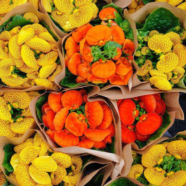 สีสันบนโลก 9