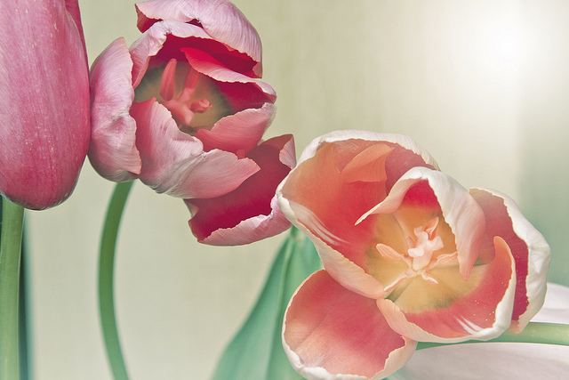 สีสันบนโลก 9