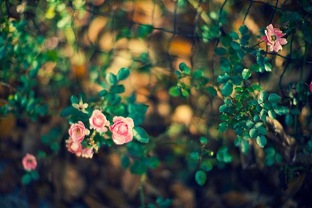 สีสันบนโลก 9