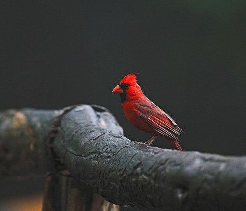 สีสันสัตว์โลก (นก)