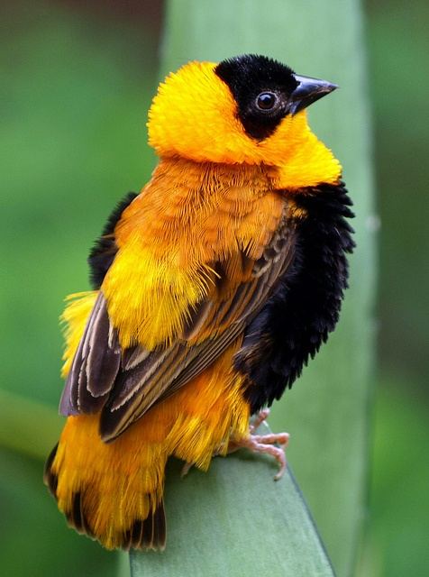 สีสันสัตว์โลก (นก)