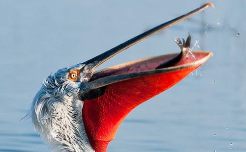 สีสันสัตว์โลก (นก)