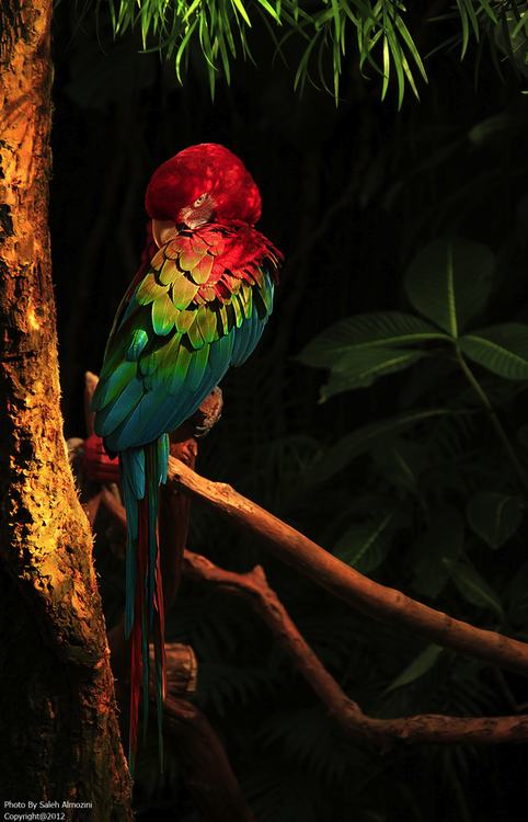 สีสันสัตว์โลก (นก)