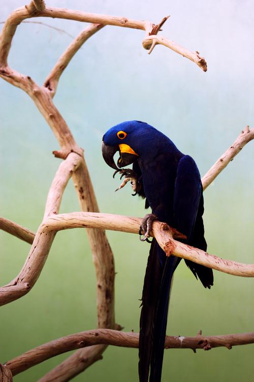 สีสันสัตว์โลก (นก)