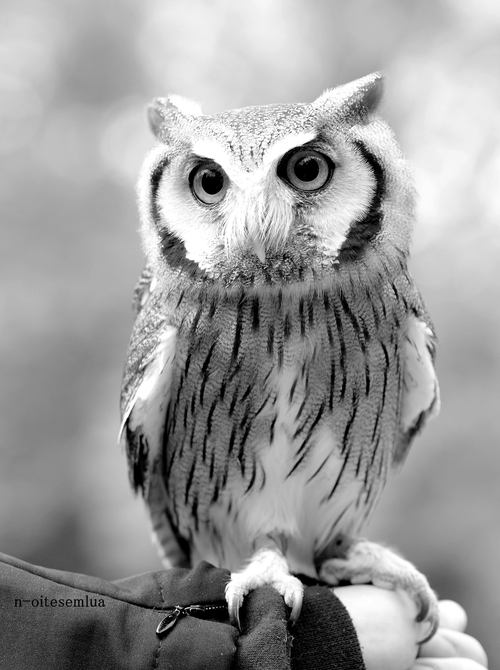 สีสันสัตว์โลก (นก)