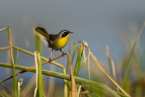 สีสันสัตว์โลก (นก)