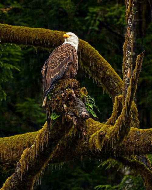 สีสันสัตว์โลก (นก)