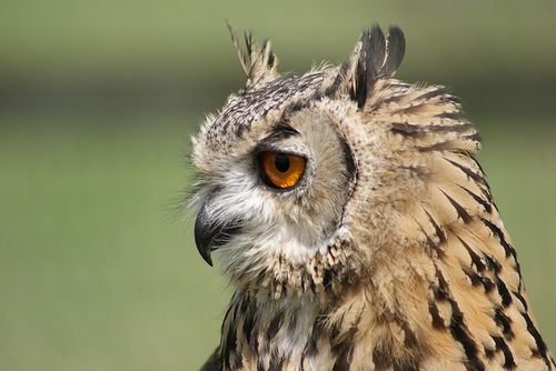 สีสันสัตว์โลก (นก)