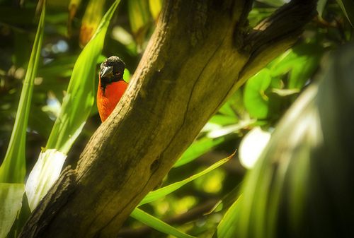 สีสันสัตว์โลก (นก)