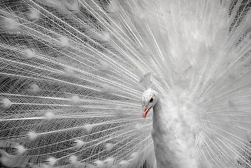 สีสันสัตว์โลก (นก)