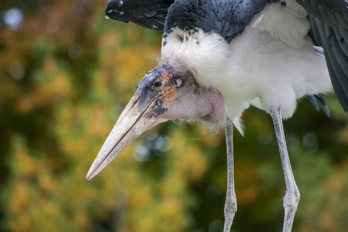 สีสันสัตว์โลก (นก)