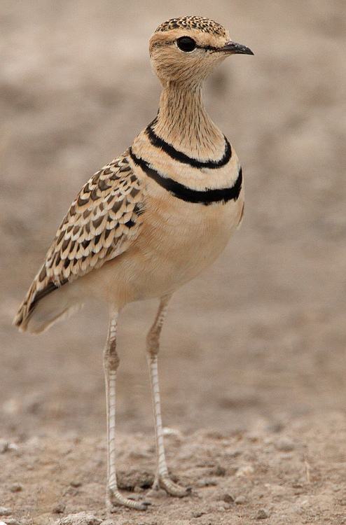 สีสันสัตว์โลก (นก)