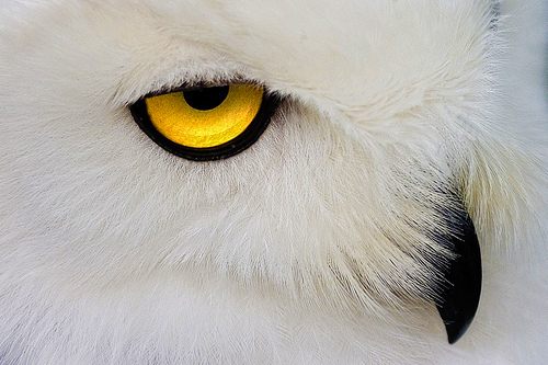 สีสันสัตว์โลก (นก)