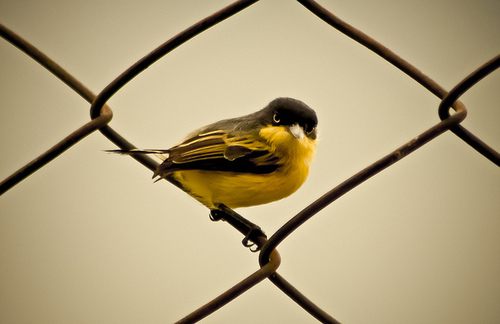 สีสันสัตว์โลก (นก)