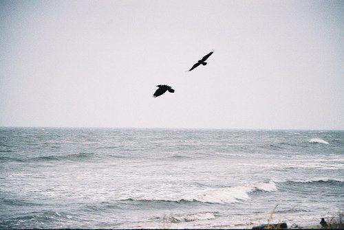 สีสันสัตว์โลก (นก)