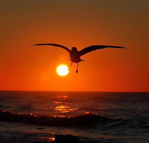 สีสันสัตว์โลก (นก)