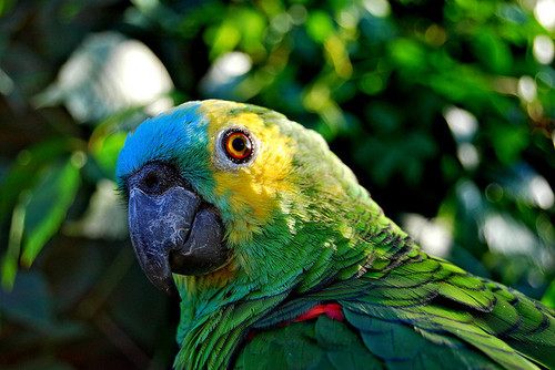 สีสันสัตว์โลก (นก)