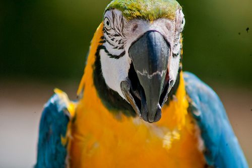 สีสันสัตว์โลก (นก)