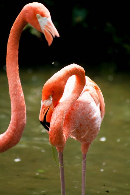 สีสันสัตว์โลก (นก)