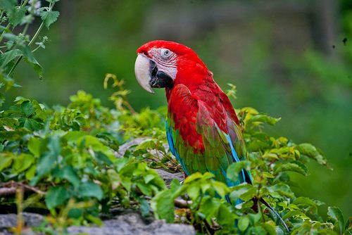 สีสันสัตว์โลก (นก)