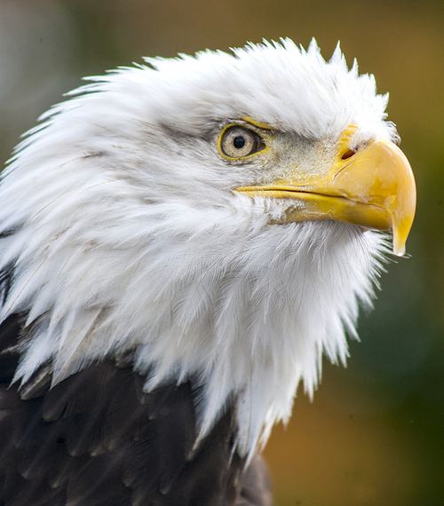 สีสันสัตว์โลก (นก)