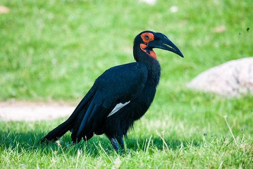 สีสันสัตว์โลก (นก)