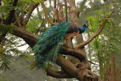 สีสันสัตว์โลก (นก)