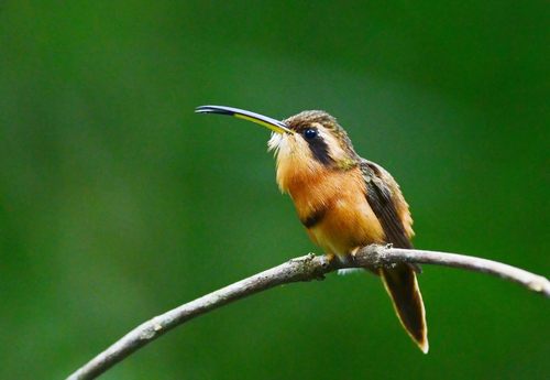 สีสันสัตว์โลก (นก)