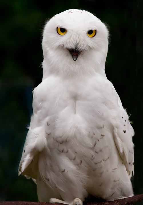 สีสันสัตว์โลก (นก)