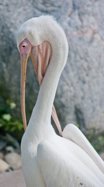 สีสันสัตว์โลก (นก)