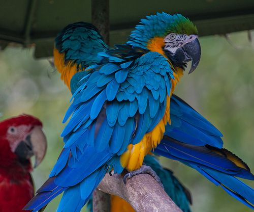 สีสันสัตว์โลก (นก)