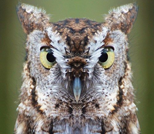 สีสันสัตว์โลก (นก)