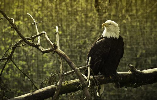 สีสันสัตว์โลก (นก)