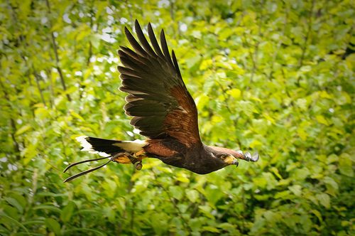 สีสันสัตว์โลก (นก)