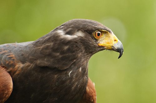 สีสันสัตว์โลก (นก)