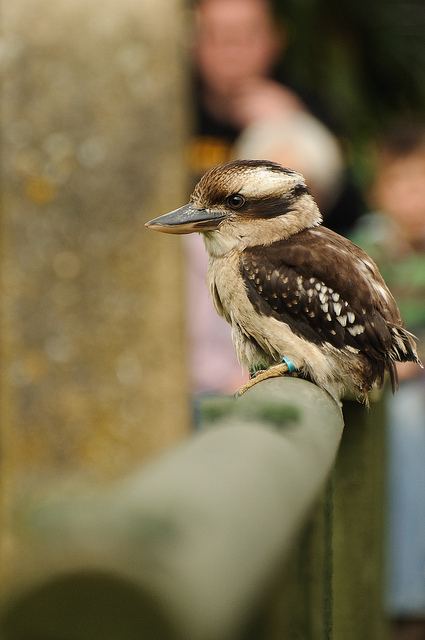 สีสันสัตว์โลก (นก)