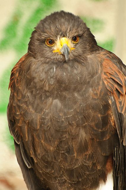 สีสันสัตว์โลก (นก)