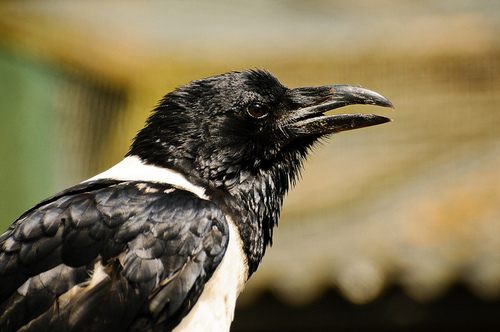 สีสันสัตว์โลก (นก)