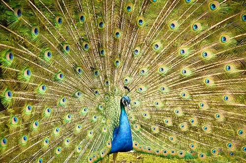 สีสันสัตว์โลก (นก)