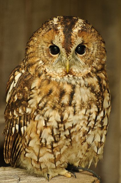 สีสันสัตว์โลก (นก)